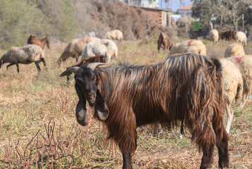 Portrait of a Black Cypriot Long-Horned Goat