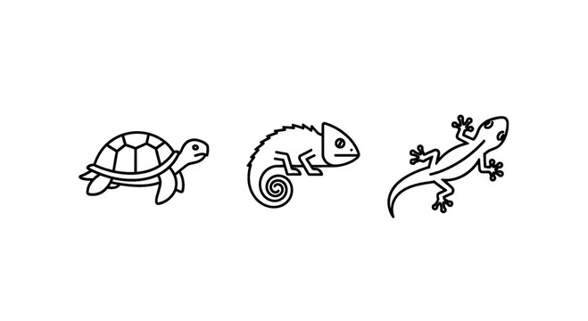 Simple line art illustrations of a turtle, chameleon, and lizard on a white background.