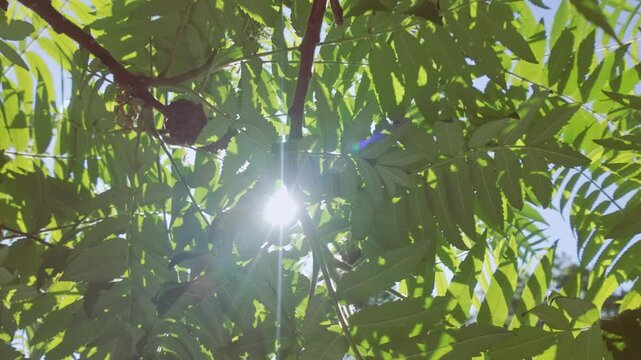 View from below of red fruits and green foliage of Sumac tree in blue sky background on sunny day, backlit by sunbeams