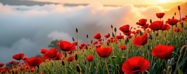 Obraz premium Vibrant red poppies emerge from soft morning mist, a breathtaking natural landscape, summer, agriculture