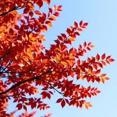 Crimson and gold foliage dances on a brisk autumn breeze, a vibrant cascade against a clear sky, change, orange, fall