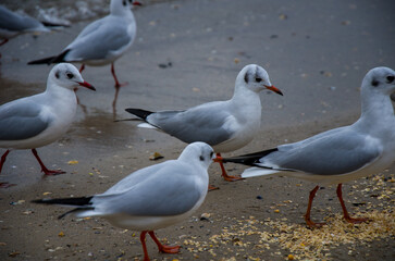 Fototapeta premium Wild Gulls Gathered on a Wet Beach Shore