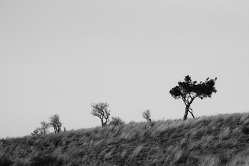 Lonely tree on a dry hillside in black and white. Minimalist black and white landscape of a dry grassy hill with a few sparse trees and a clear sky, symbolizing solitude and resilience.