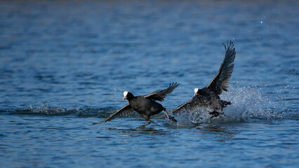 Coots Fighting Over Territory During Breeding Season