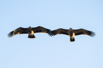 Eastern imperial eagle Aquila heliaca. Close up