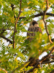 A young Red-footed Falcon perches quietly on a branch in its natural habitat. Falco vespertinus