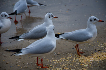 Flock of Black-headed Gulls Gathered on a Wet Shoreline