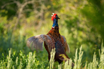 Ringneck Pheasant, Phasianus colchicus in the habitat