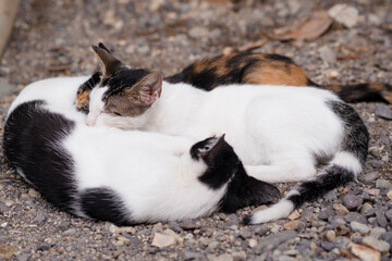 Feline mother cat nurturing her kittens on ground