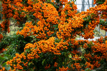 Fence of Orange Pyracantha angustifolia narrowleaf firethorn, slender firethorn and woolly firethorn close-up bunch