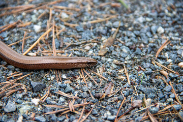 Brown snake slithering across a gravel path surrounded by pine needles, showcasing its smooth texture and natural habitat in a serene outdoor environment