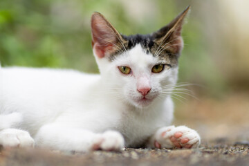 Domestic cat resting outdoors looking directly at viewer