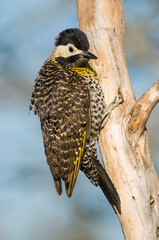 Green barred Woodpecker in forest environment,  La Pampa province, Patagonia, Argentina.