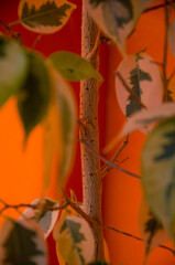 Variegated Ficus Stem and Leaves Against a Vibrant Warm Orange Backdrop