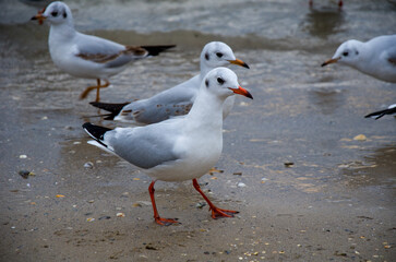 A flock of gulls walking along the wet beach shoreline on a cloudy day.