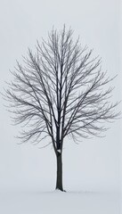 Obraz premium Bare winter tree covered in fresh snow, stark against a clean white background, perfect for seasonal design, snow-covered, frozen