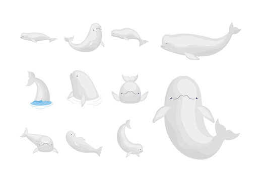 White Beluga Whale Ocean Animal Illustrations Set
