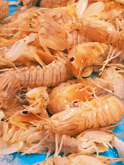 Selective focus on freshly caught Squilla mantis, a species of mantis shrimp offered for sale in the port of Calpe, Costa Blanca. Mediterranean Sea. Also "pacchero" or "canocchia".