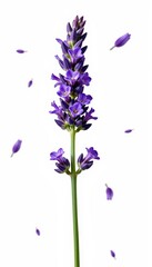 Obraz premium Single sprig of purple lavender, isolated on white background. Delicate blooms and green stems. Perfect for design elements or aromatherapy imagery, essential oil, peaceful, isolated