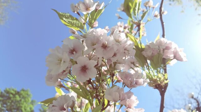 Close-up of clusters of white-rose flowers of cherry blossoms swaying in the wind on blue sky background. Yoshino cherry tree in full bloom. Scene of flowering Somei-yoshino cherry flowers