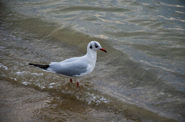 Black-headed Gull Wading in Murky Shoreline Water