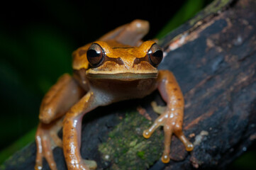 speckled tree frog on tree