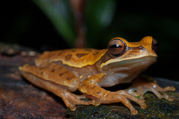 speckled tree frog on leaf