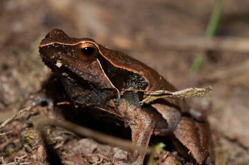 bugio frog on the grass