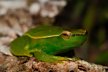 Cochran's lime treefrog on the grass