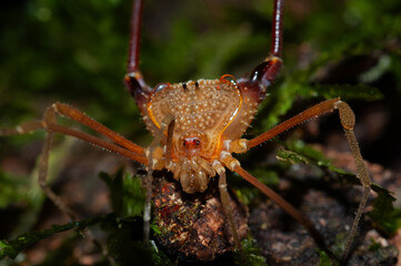 close up of a harvestmen