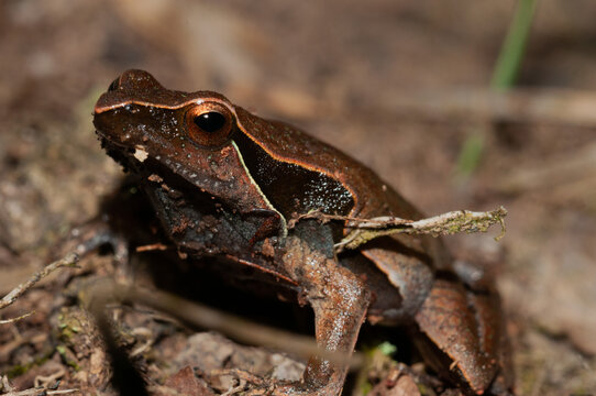 bugio frog on the grass