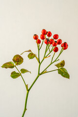 Hagebutte eine Buschrose im Herbst