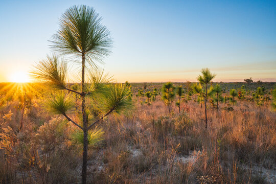 Evening in the middle of regenerating longleaf pine forest in Florida