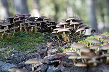 Pilze aus der Familie Hymenogatraceae