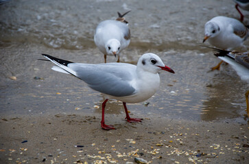 Gull with Red Legs Standing on Wet Coastal Sand
