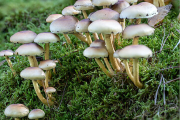 Pilze aus der Familie Hymenogatraceae