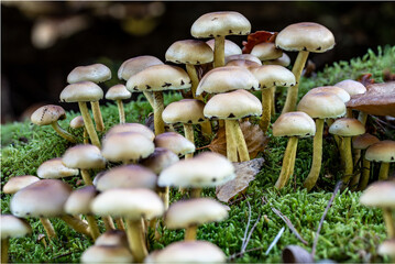 Pilze aus der Familie Hymenogatraceae