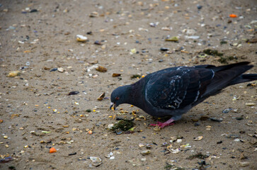 Fototapeta premium Close-up of a Feral Pigeon Feeding on the Sand and Shell Fragments