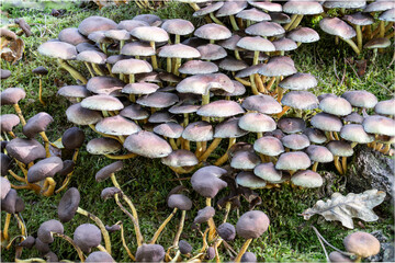 Pilze aus der Familie Hymenogatraceae