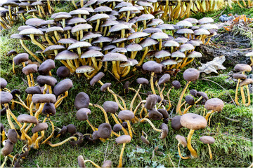 Pilze aus der Familie Hymenogatraceae