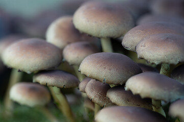 Pilze aus der Familie Hymenogatraceae