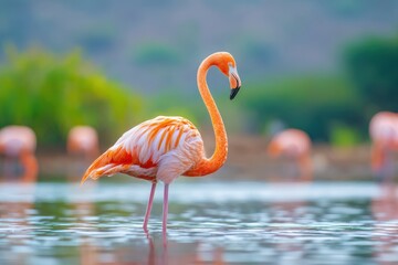 Fototapeta premium Graceful flamingo in tropical waters