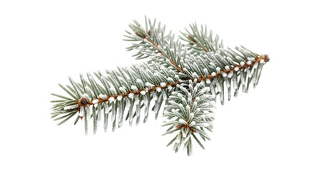 Frosty fir branch isolated on transparent background with a light dusting of snow