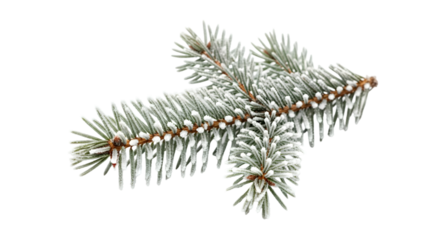 Frosty fir branch isolated on transparent background with a light dusting of snow