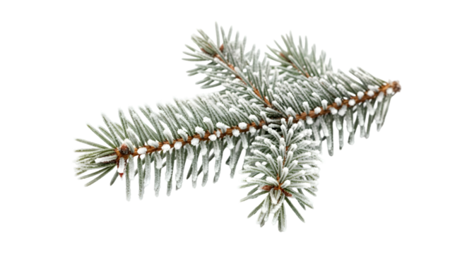 Frosty fir branch isolated on transparent background with a light dusting of snow