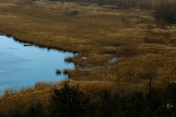 Lake with golden reeds in sunlight and blue water surface. Aerial view of a natural lake bordered by golden reeds and calm blue water. Autumn landscape.