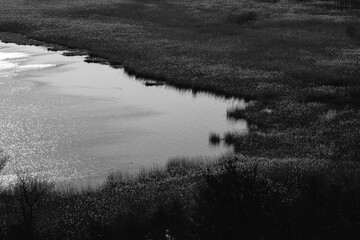 Black and white view of a lake with reeds reflecting sunlight.Monochrome landscape of a calm lake surrounded by reeds with sparkling reflections on the water surface.