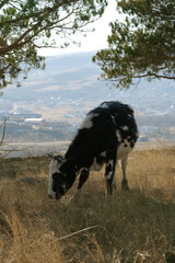 Black and white cow grazing in dry grass on a hillside. Cow eating dry grass on a sunny hillside with a city and mountains in the background. Rural scene showing harmony between nature and urban life.
