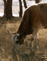 Brown and white cow grazing in dry grass field at sunset. Close-up of a brown and white cow eating dry grass under soft sunlight. Peaceful countryside scene showing natural rural life.