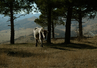 Cow walking among pine trees with mountains in the background. Gray cow walking through dry grass and pine trees in mountain landscape. Peaceful rural scenery on a sunny day in nature.